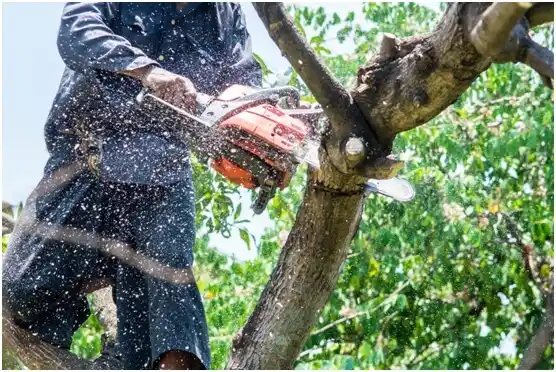 tree services Stoughton